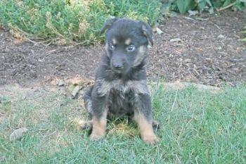 Puppies in PA